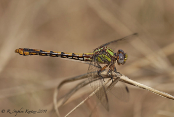 Ophiogomphus australis, female